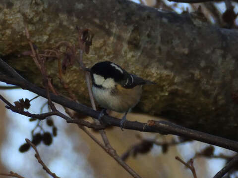 Image of Periparus ater hibernicus (Ingram & W 1910)