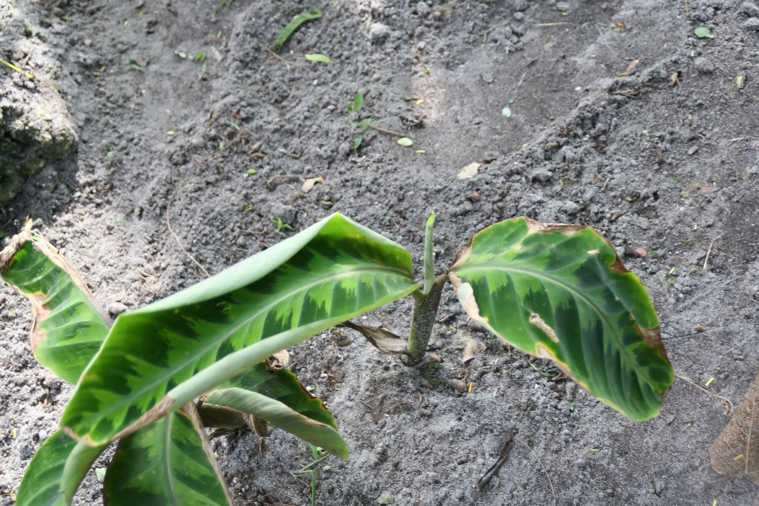 Image of Calathea warscewiczii