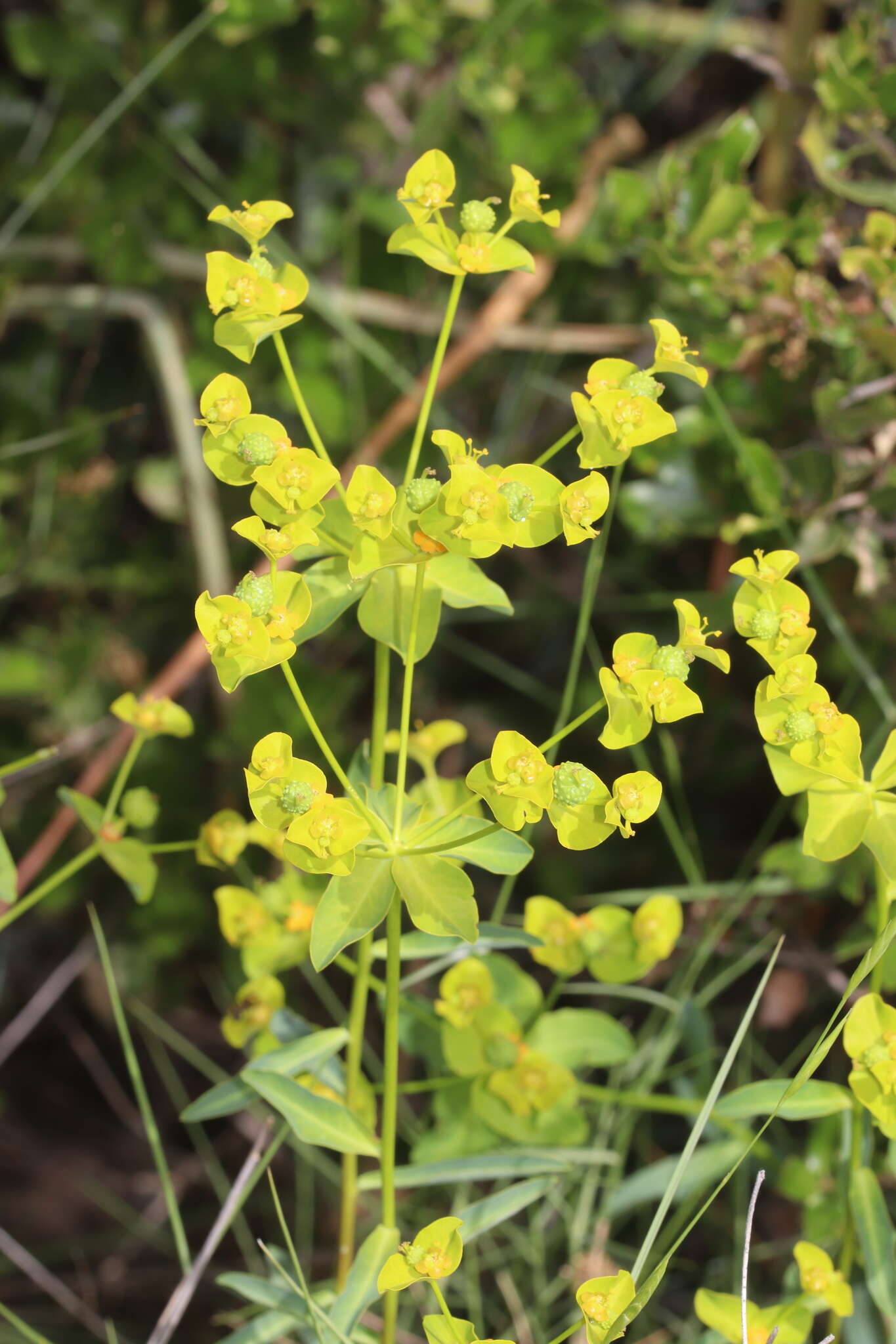 Euphorbia squamigera Loisel. resmi