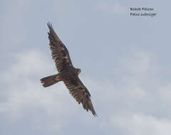 Image of Black Falcon