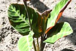 Image of Calathea warscewiczii