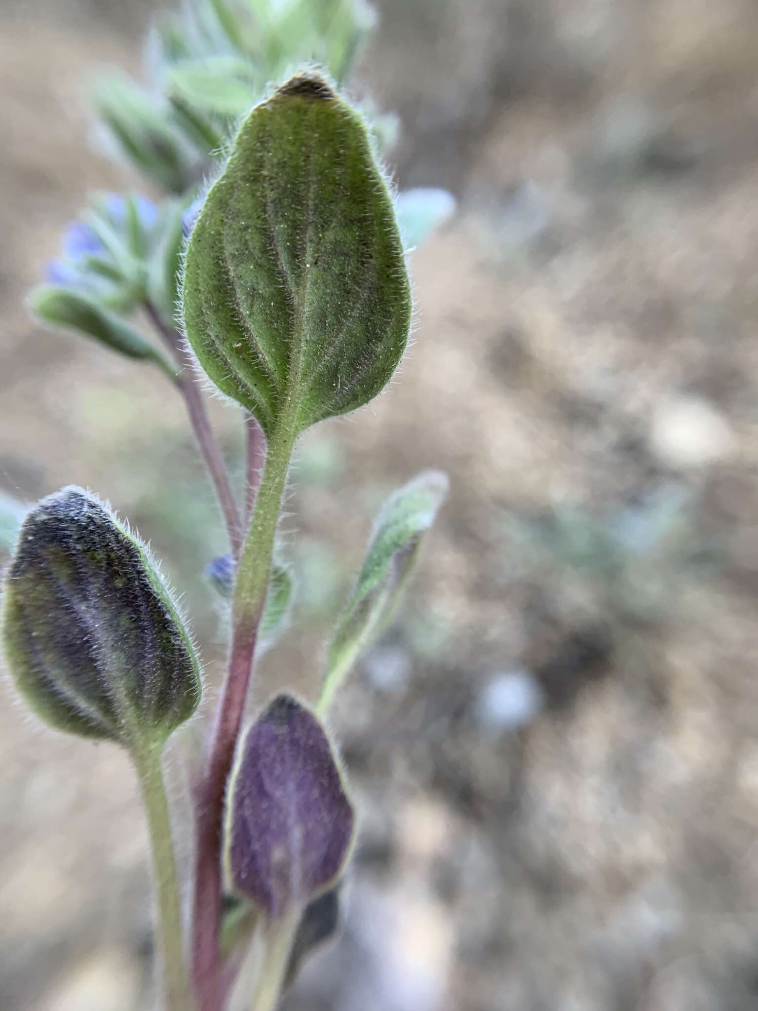 Image de Phacelia novenmillensis Munz