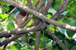 Image of Mansoa verrucifera (Schltdl.) A. H. Gentry