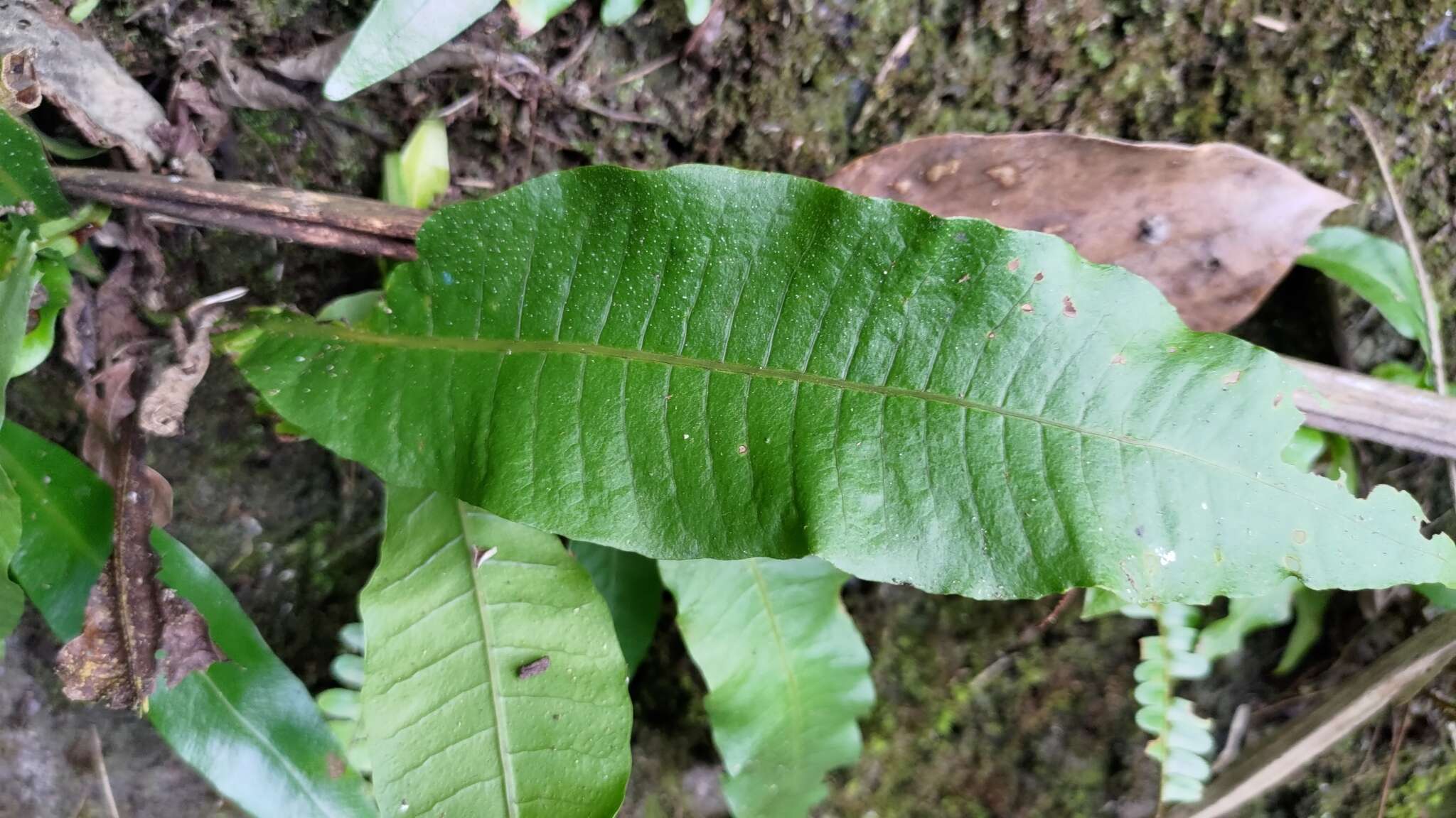 Microsorum membranaceum (D. Don) Ching resmi