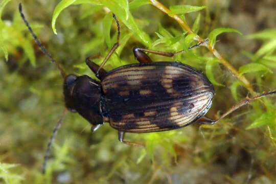 Imagem de Bembidion (Notaphus) varium (G. A. Olivier 1795)