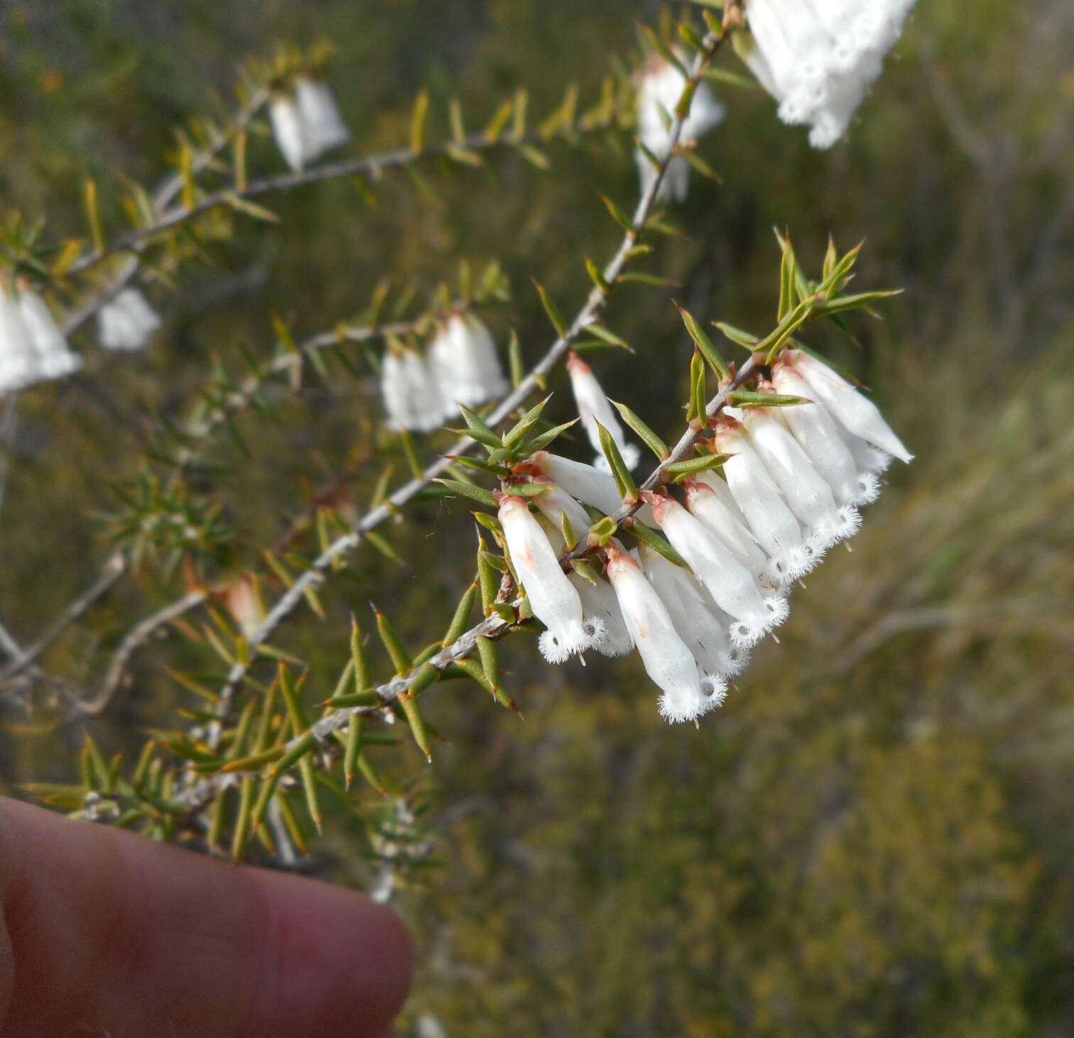 Image of Styphelia fletcheri subsp. fletcheri