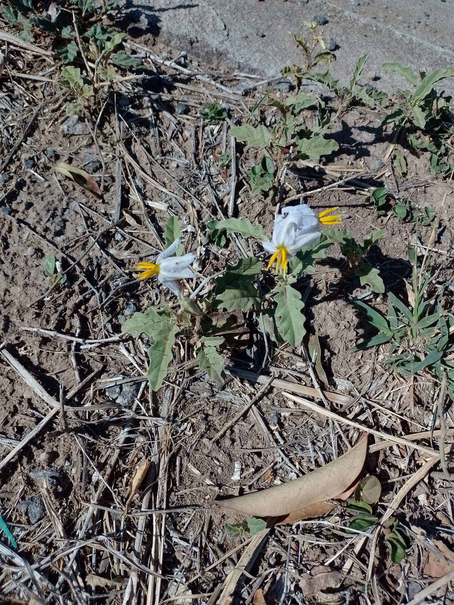 صورة Solanum juvenale Thell.