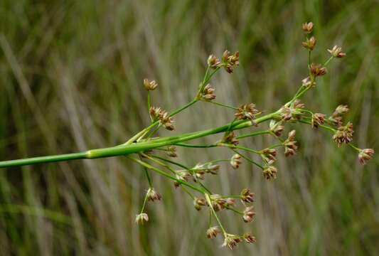 Слика од Juncus oxycarpus E. Meyer ex Kunth