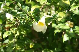 Image de Thunbergia erecta (Benth.) T. Anders.