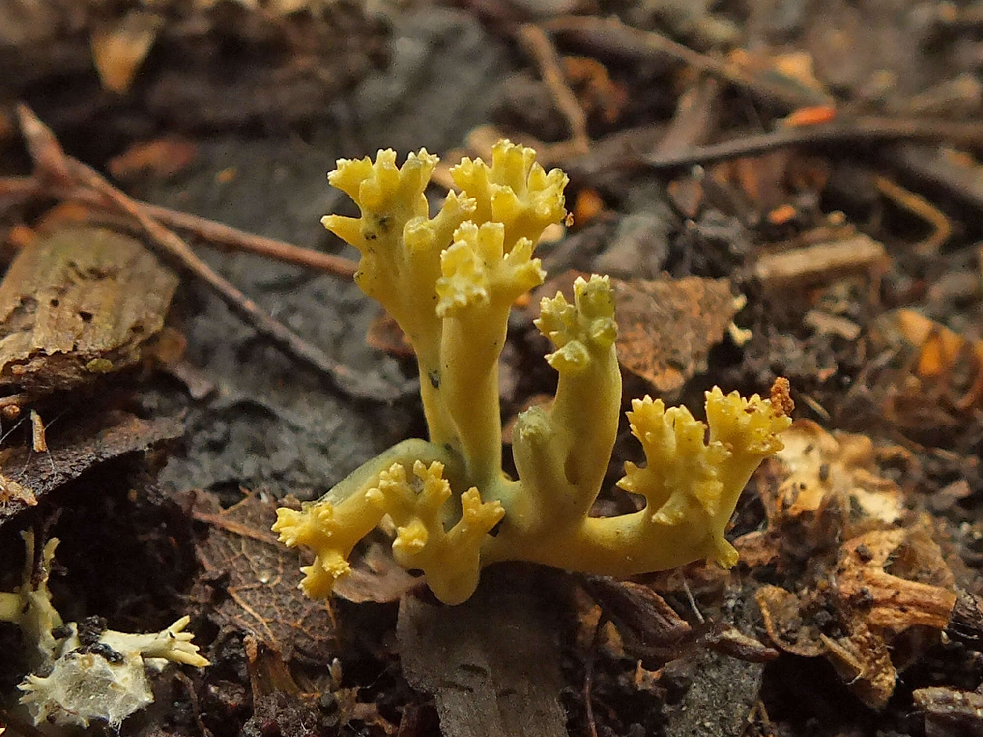 Image of Phaeoclavulina echinovirens (Corner, K. S. Thind & Dev) Giachini 2011