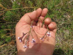 Imagem de Verbena montevidensis Spreng.