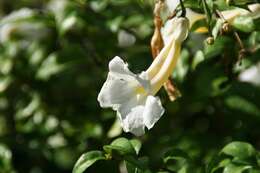 Image of bush clockvine