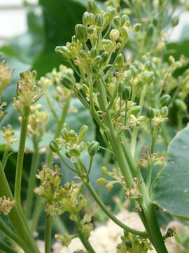 Image of broccoli