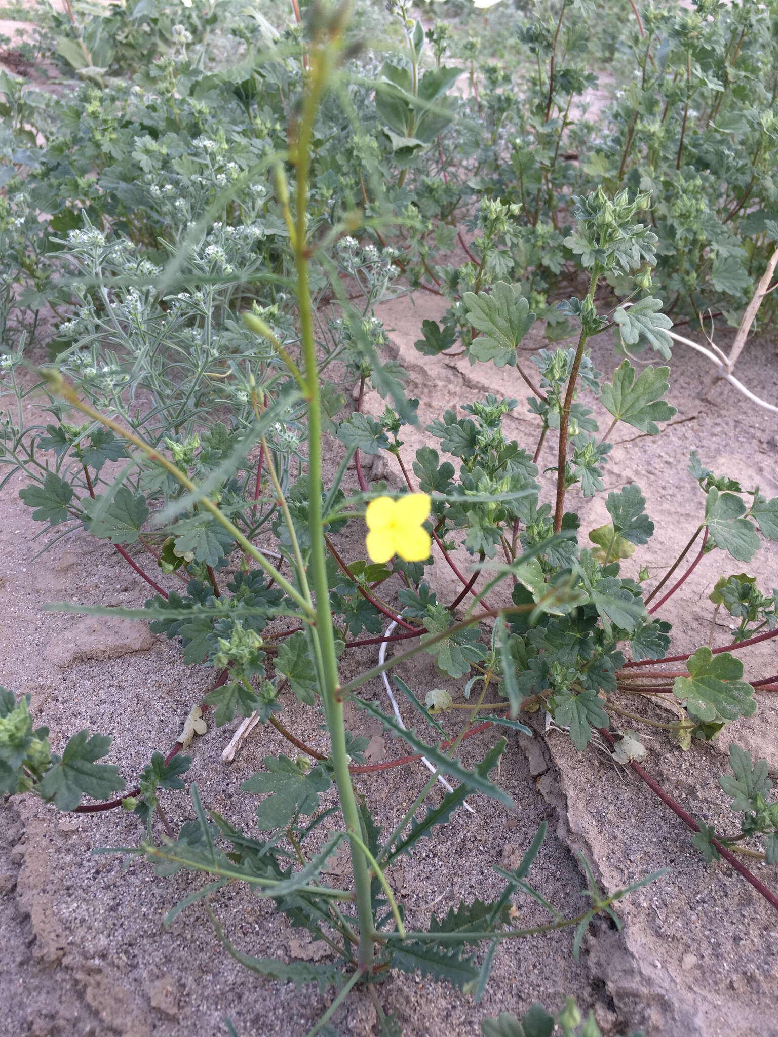 Image of California suncup