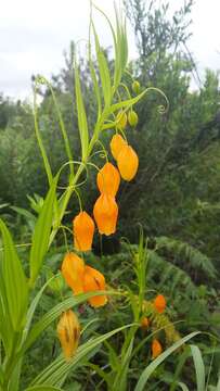 Image de Sandersonia aurantiaca Hook.