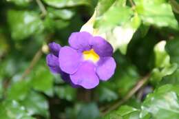 Image de Thunbergia erecta (Benth.) T. Anders.