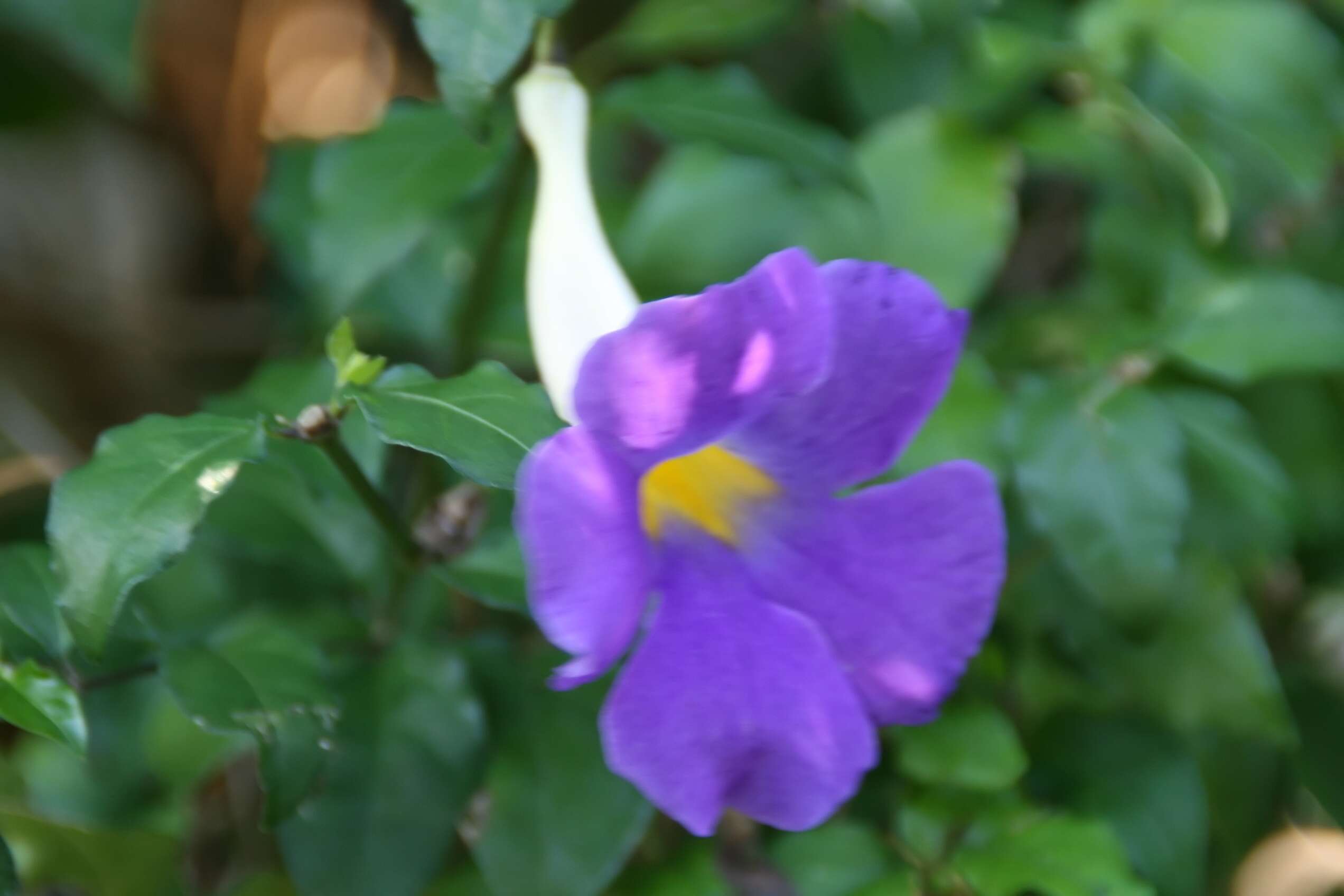 Image de Thunbergia erecta (Benth.) T. Anders.