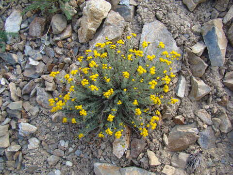 Imagem de Ajania fruticulosa (Ledeb.) Poljakov