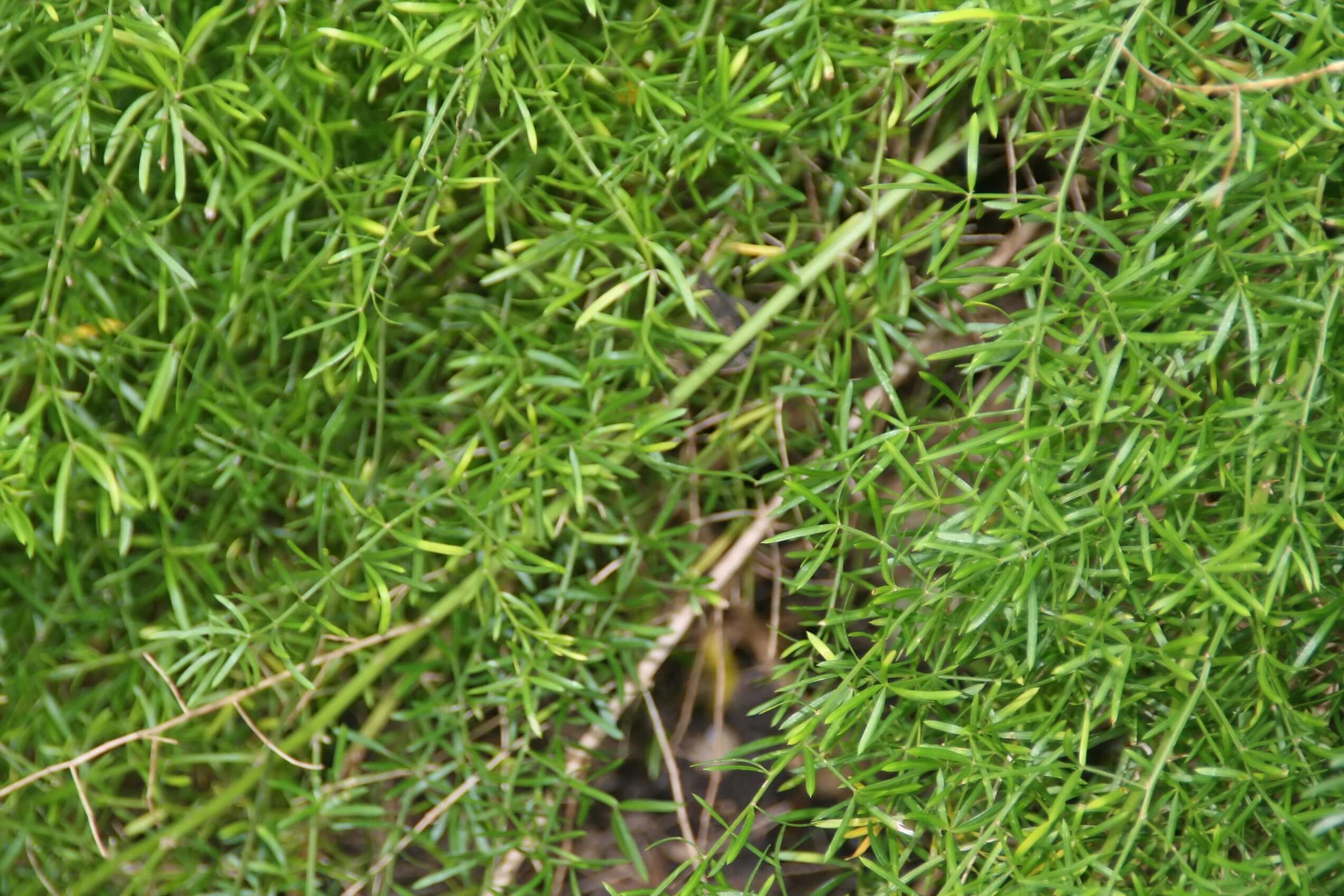 Image of Cwebe asparagus fern