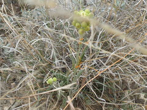 Image of Fendler's bladderpod