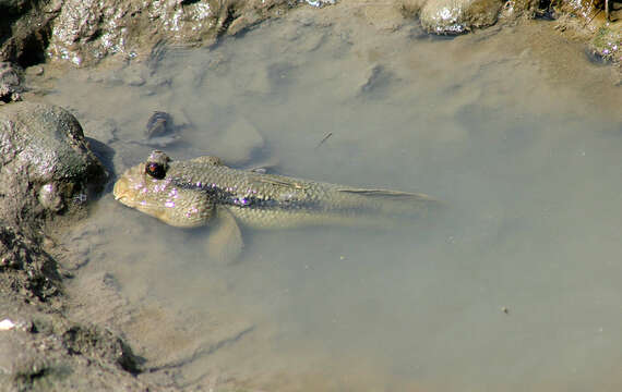 صورة Periophthalmodon freycineti (Quoy & Gaimard 1824)