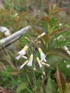 Image of Boivin's Rockcress