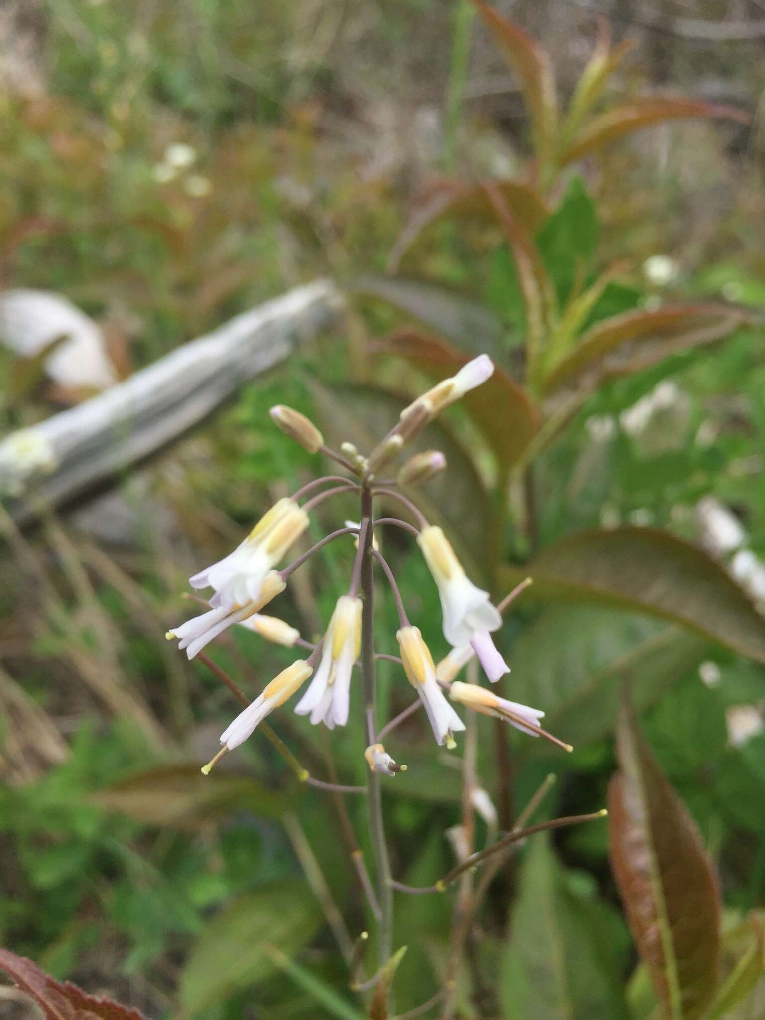 Image of Boivin's Rockcress