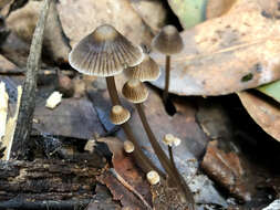 Sivun Mycena albidofusca Cleland 1933 kuva