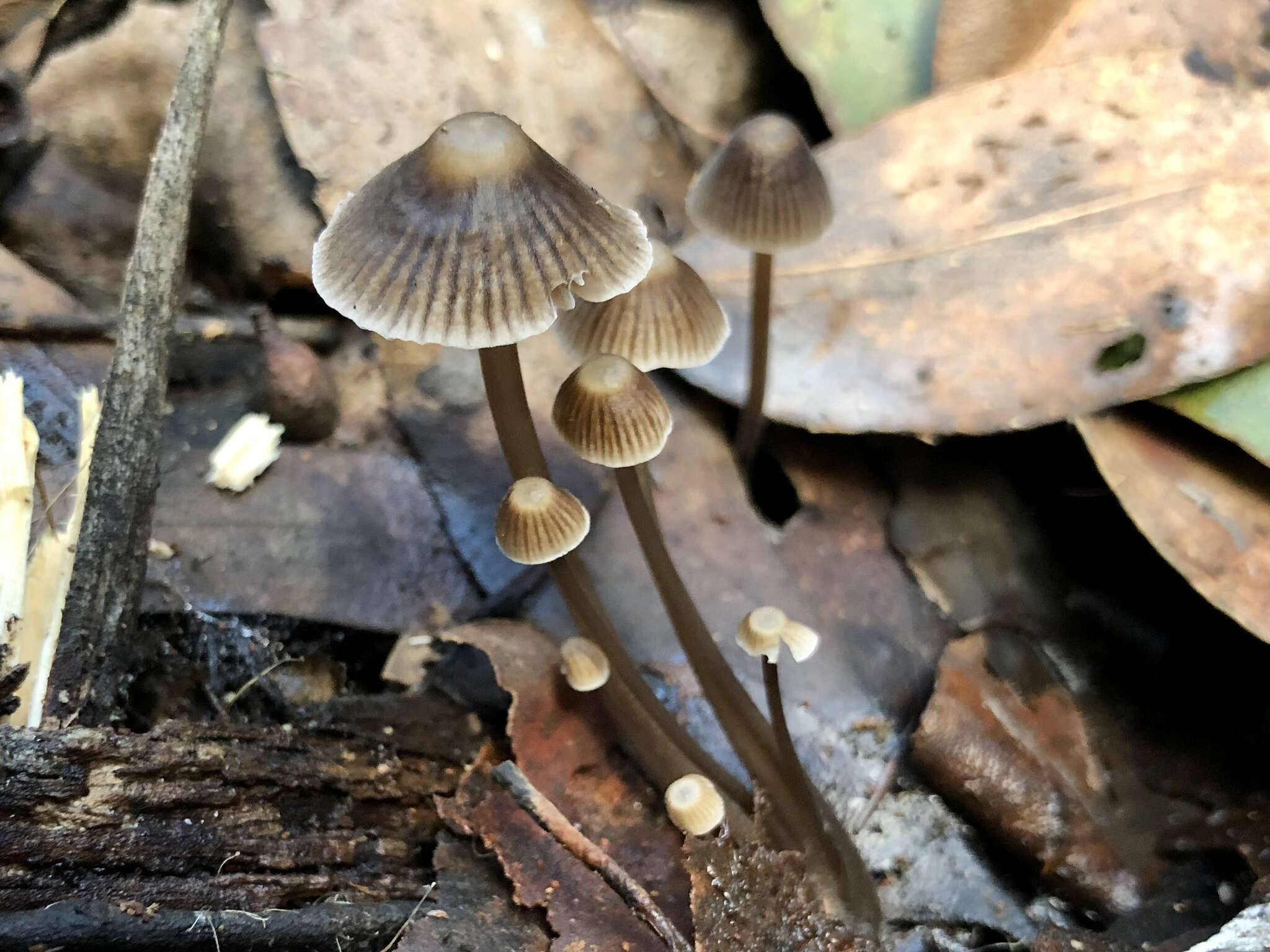 Sivun Mycena albidofusca Cleland 1933 kuva