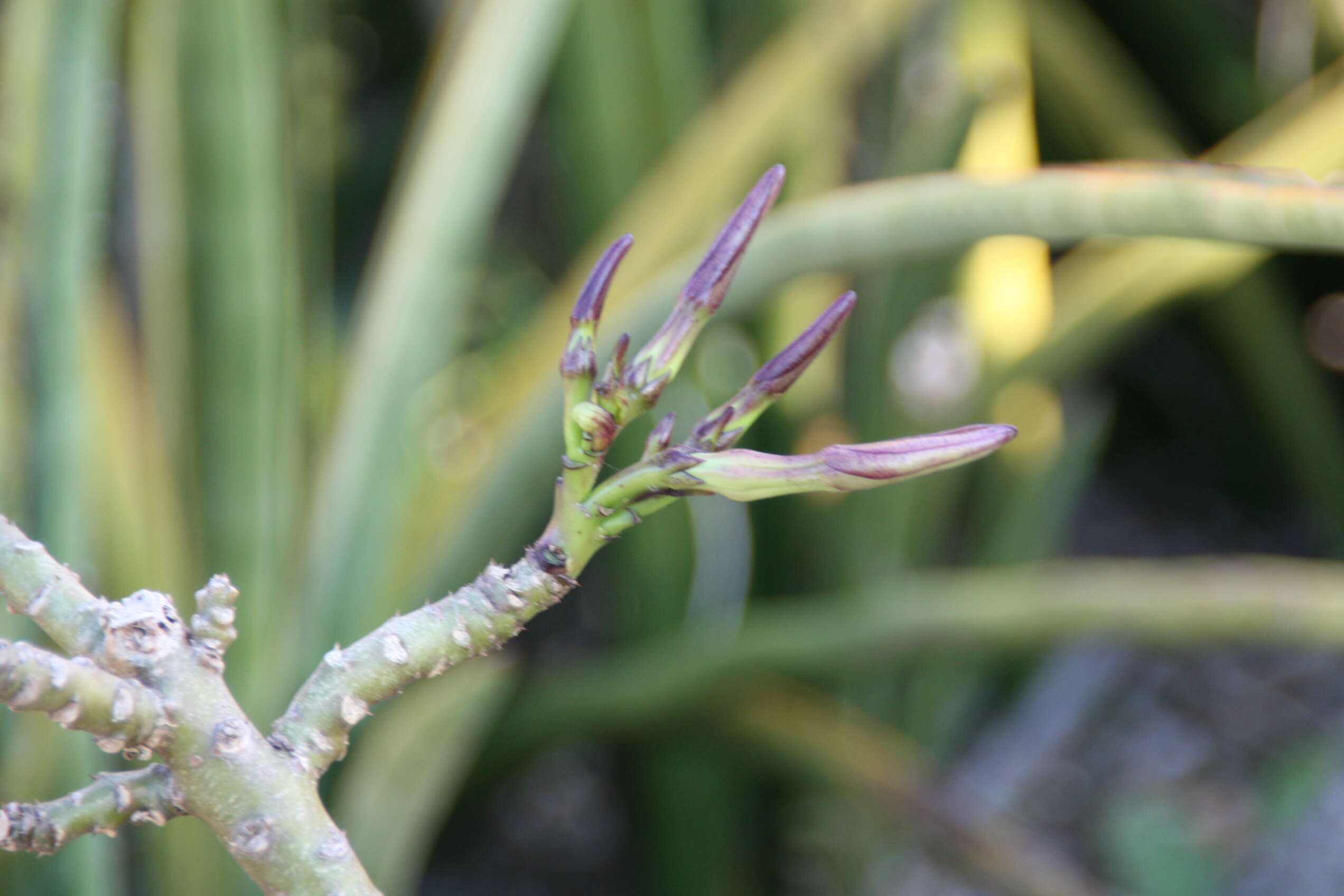 Image of Pachypodium decaryi L. Poisson