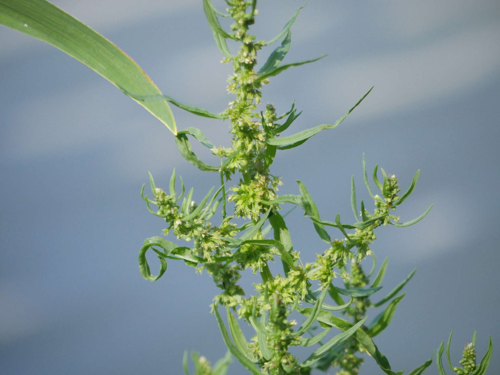 Rumex palustris Sm. resmi