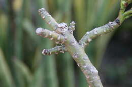 Image of Pachypodium decaryi L. Poisson