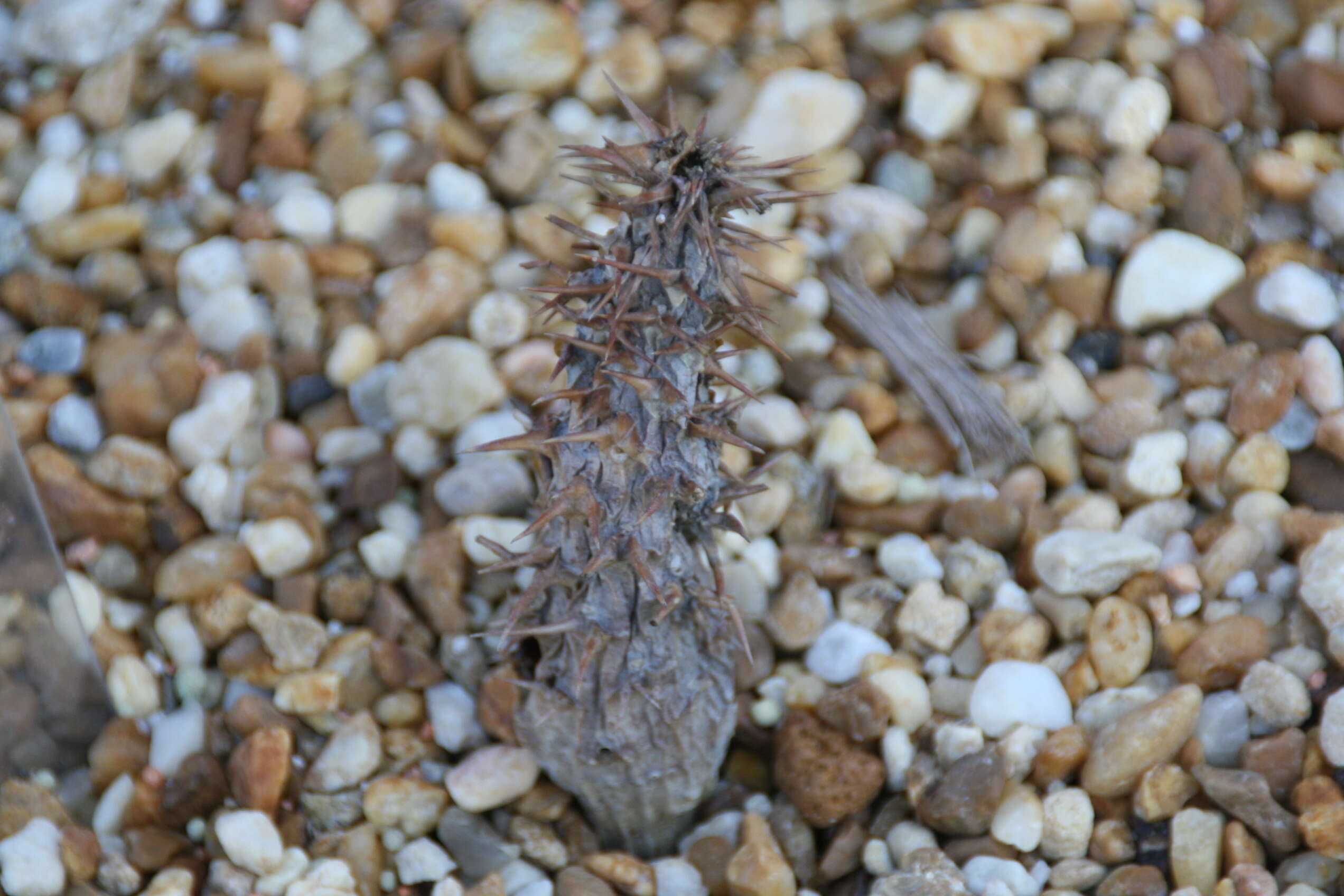 Image of Pachypodium ambongense H. Poisson