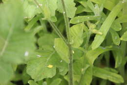 Image of Cleveland's tobacco