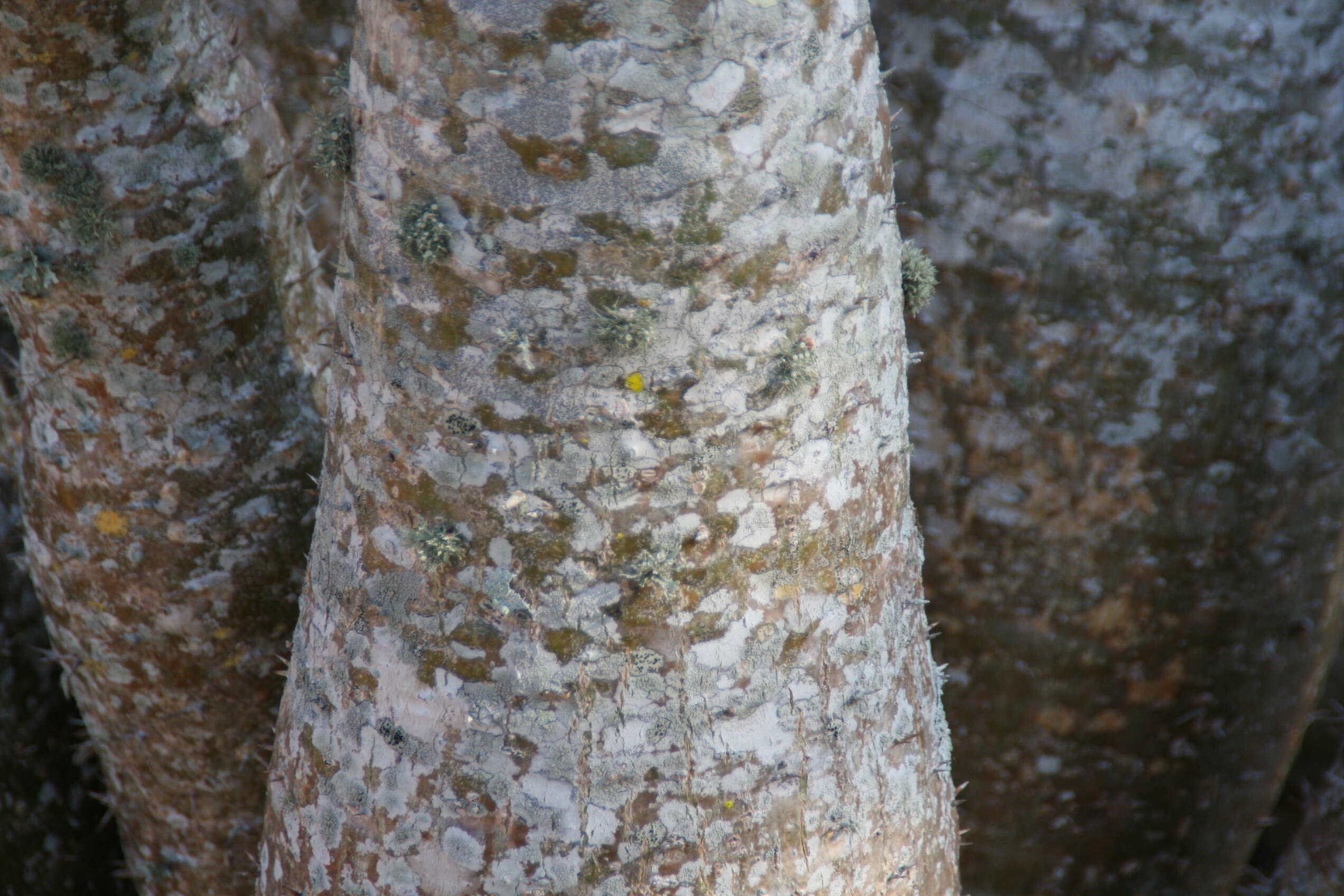 Image of Pachypodium lamerei Drake