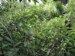 Image of Bolivian fuchsia