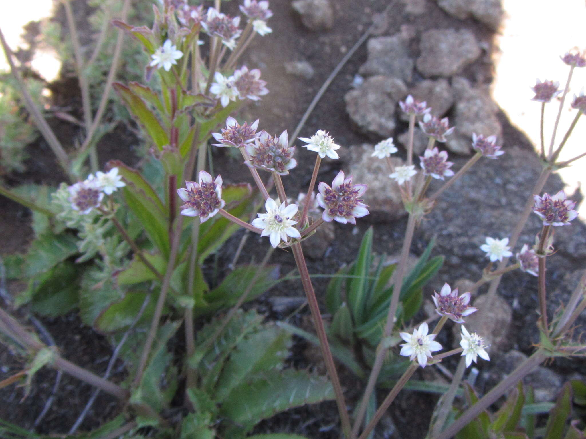 Image of Alepidea delicatula Weimarck