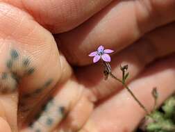 Gilia brecciarum subsp. jacens (A. D. Grant & V. E. Grant) A. G. Day的圖片