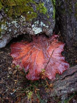 Fistulinaceae resmi