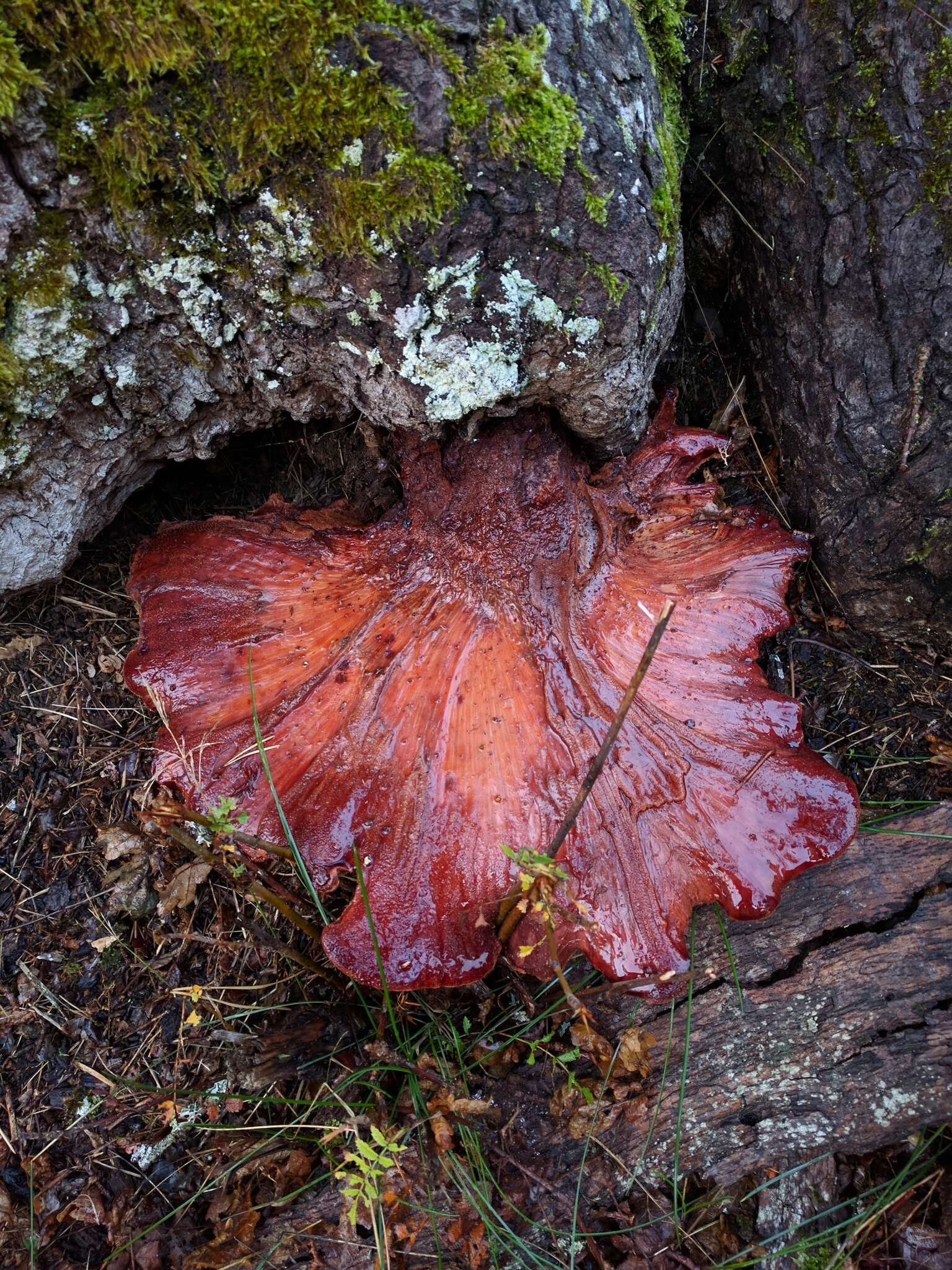 Image of Fistulinaceae