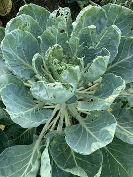 Image of white cabbage