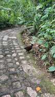 Image of Black-breasted Wood Quail