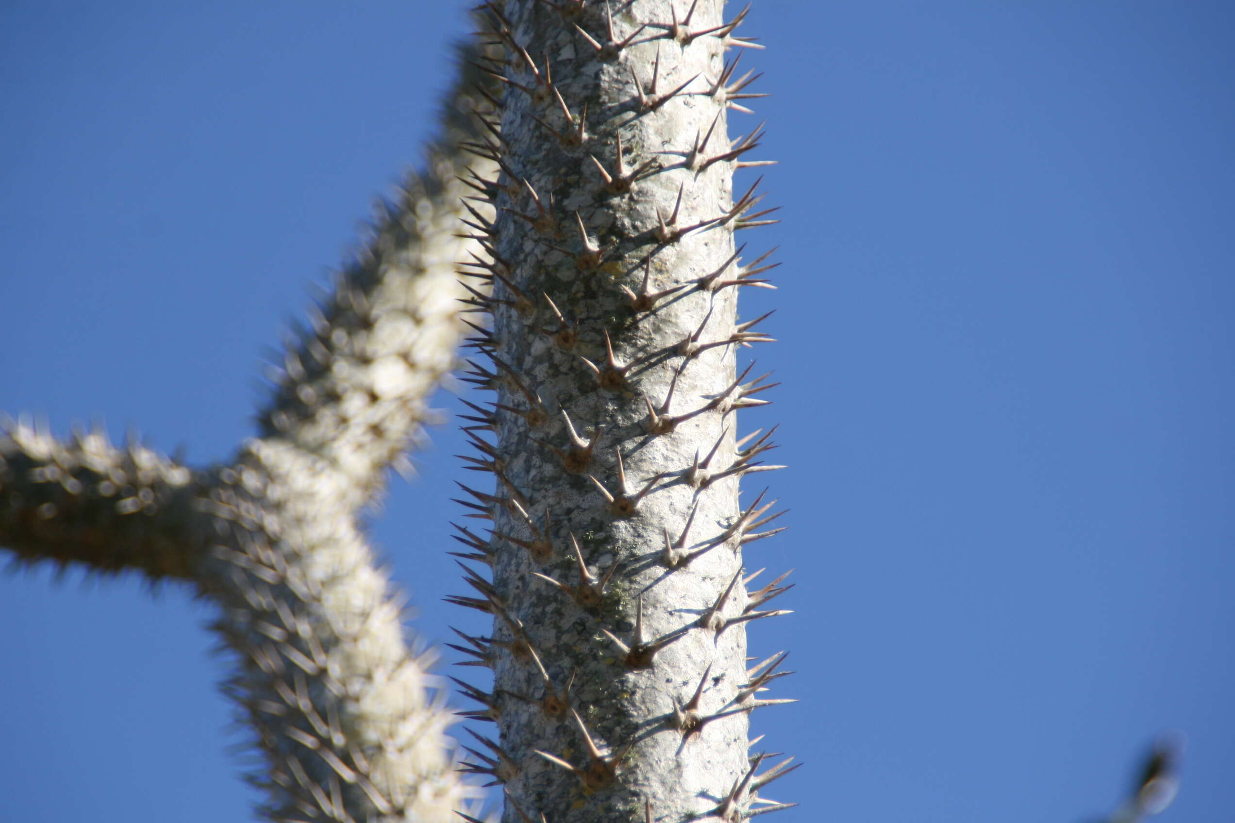 Image of Pachypodium geayi Costantin & Bois