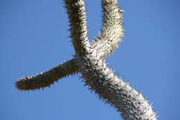 Image of Pachypodium geayi Costantin & Bois