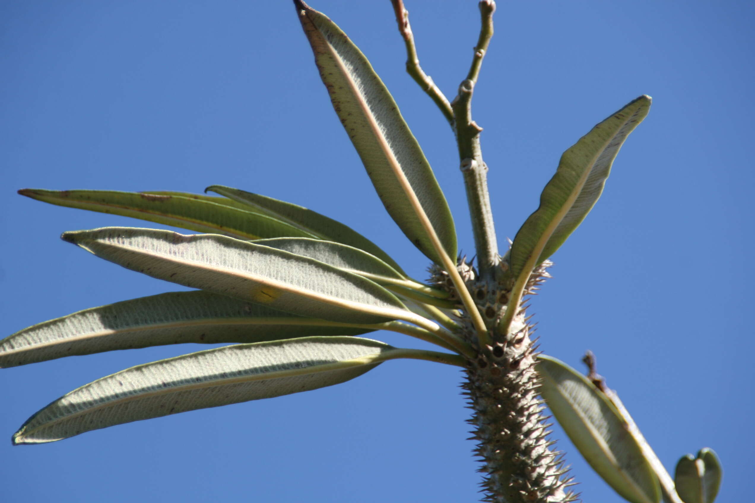 Image of Pachypodium geayi Costantin & Bois