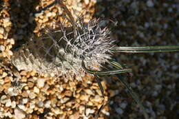 Image of Pachypodium geayi Costantin & Bois