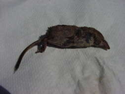 Image of Maritime Shrew