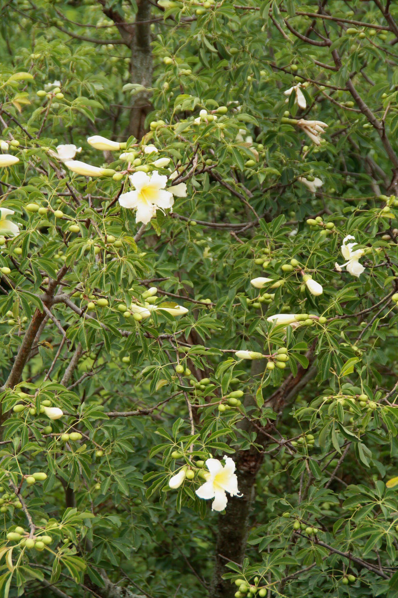 Image of Ceiba chodatii (Hassl.) P. Ravenna