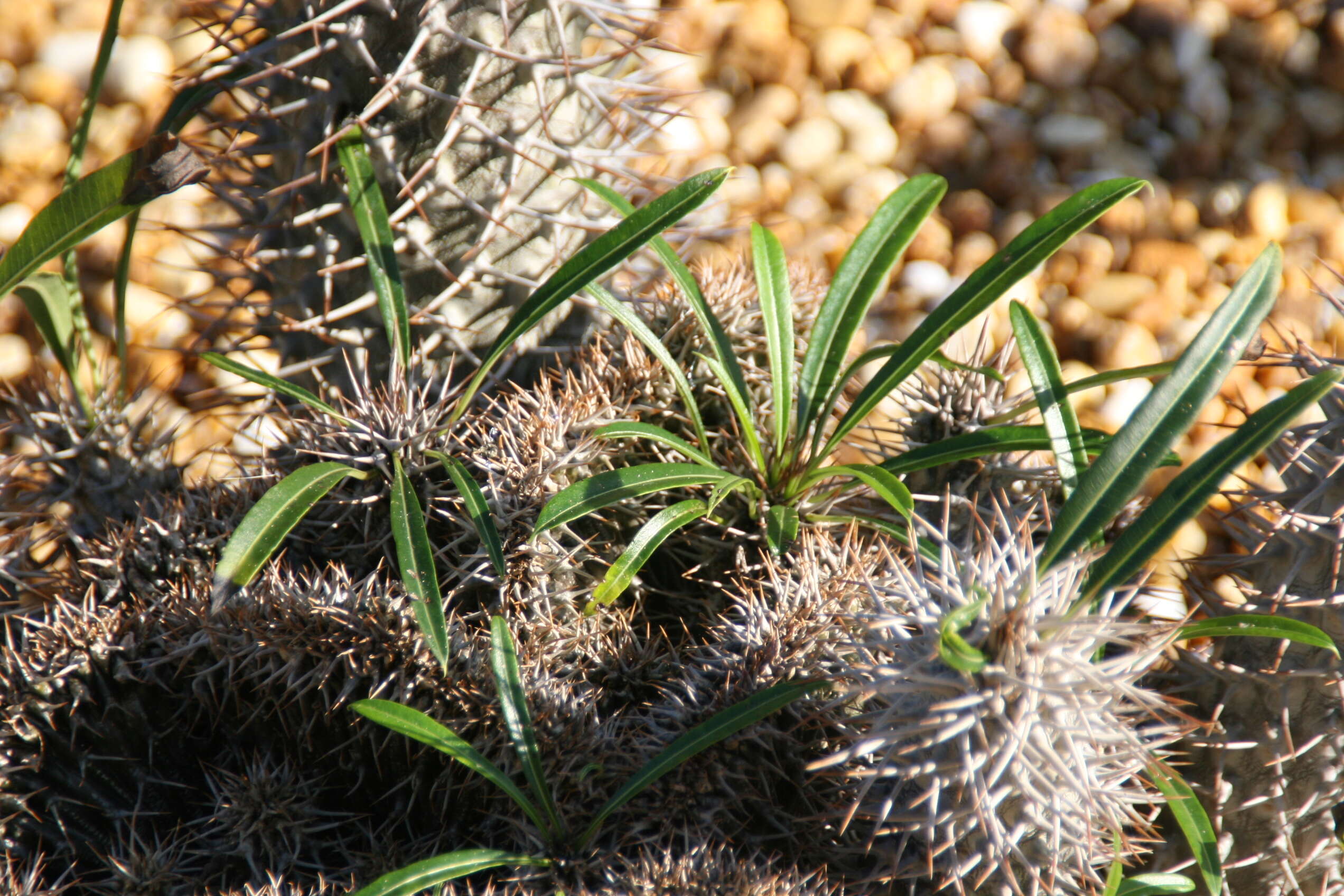 Image of Pachypodium lamerei Drake