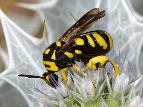 Image de Leucospis gigas Fabricius 1793